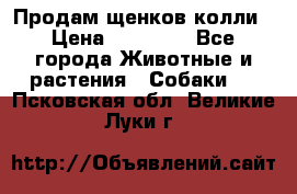 Продам щенков колли › Цена ­ 15 000 - Все города Животные и растения » Собаки   . Псковская обл.,Великие Луки г.